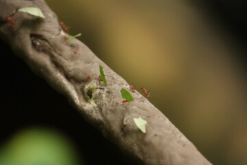 Poster - Scenery of insects on a tree