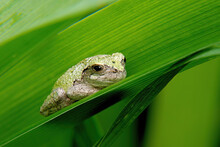 Extreme Closeup Of Common Tree Frog Resting On Surface Of Green Daylily Leaf. The Tiny Frog, With Warty Skin And Blotchy Colors Of Green And Gray, Appears To Be Staring Directly At Camera.