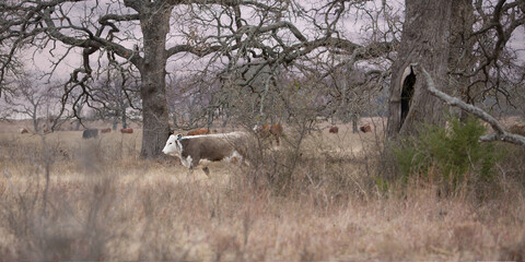 Poster - Beef cow with beautiful markings grazing on pasture land with her livestock herd amongst old oak trees in winter on the cattle ranch