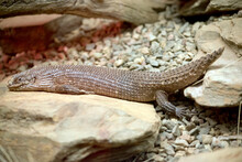 The Gidgee Skink Has Many Names  Spiny-tailed Skink, Stokes's Skink And Stokes's