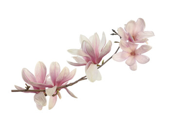 Wall Mural - Pink magnolia flower