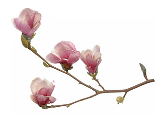 Wall Mural - Pink magnolia flowers