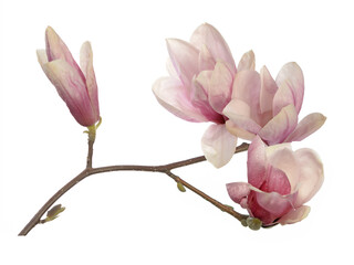Wall Mural - Pink magnolia flowers