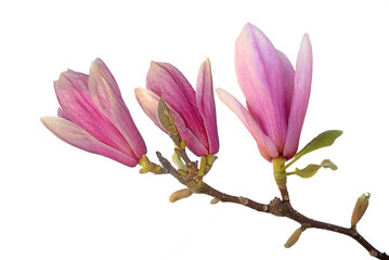 Sticker - Pink magnolia flowers