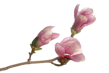 Wall Mural - Pink magnolia flowers