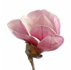 Wall Mural - Pink magnolia flowers