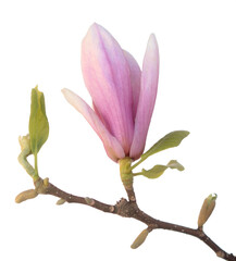 Wall Mural - Pink magnolia flowers