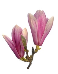 Wall Mural - Pink magnolia flowers