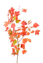 Wall Mural - Orange autumn leaves