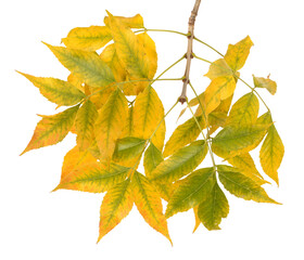 Wall Mural - Yellow autumn leaves