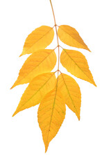 Wall Mural - Yellow autumn leaves