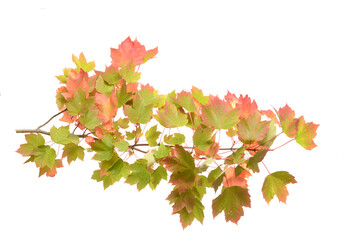 Wall Mural - Orange autumn leaves