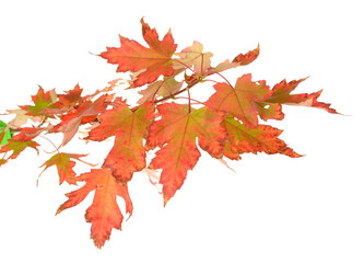 Wall Mural - Orange autumn leaves