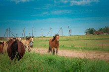 A Herd Of Horses Runs From The Stable To The Pasture.