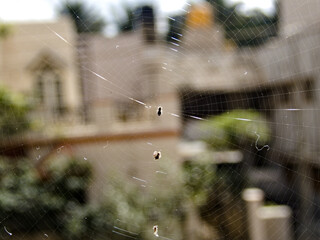 A tiny insect and its web
