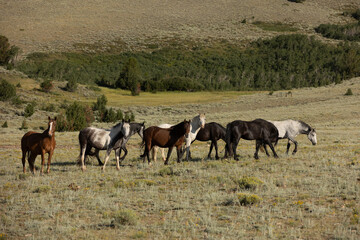 Wall Mural - Wild Horse Sanctuary 