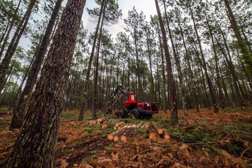 Wall Mural - harvester machine knocking down a pine tree to clear up the forest