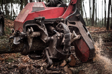 Wall Mural - close up view of a harvester machine truncating a pine tree to thin out the forest