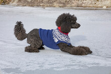 Standard Poodle In Knitted Marius Sweater In Beautiful Winter Weather. She Is Playing On The Ice Of A Frozen Lake.