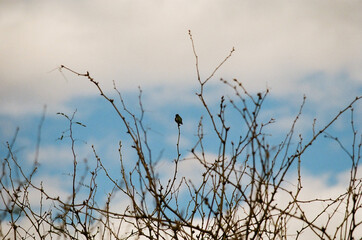 Sticker - Beautiful scene of a Palestine sunbird bird on twig trees with a blue cloudy sky