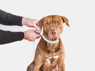 Wall Mural - Lovable, pretty puppy of brown color and its caring owner. Close-up, indoors. Day light, studio photo. Pet care concept