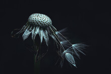 Macrophotography Of Dandelion Seeds On A Dark Background. The Last Seeds. A Gloomy Photo Of A Flower. Dandelion On A Dark Background.