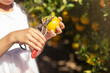 © aumnat - Close up of gardener hand picking an orange with scissor in the oranges field garden in the morning time.