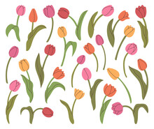 Collection Hand Drawn Tulips Elements For Your Design