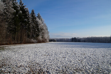 Poster - Scenic view of a meadow covered in the snow in winter on blue sky background