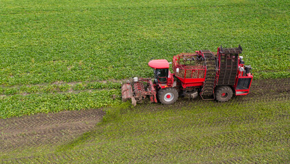 Sticker - Combine harvester harvests sugar beet on the field. Aerial view	