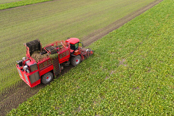 Sticker - Combine harvester harvests sugar beet on the field. Aerial view	