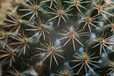 Fototapeta Dmuchawce - Cactus pins close-up view
