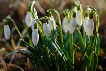  Beautiful first flowers snowdrops in spring forest. Tender spring flowers snowdrops harbingers of warming symbolize the arrival of spring. Scenic view of the spring forest with blooming flowers