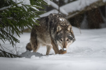 Wall Mural - A large seasoned gray wolf sneaks out from behind a green spruce. The attentive predator looks directly into the camera. Winter day. Close-up. 
