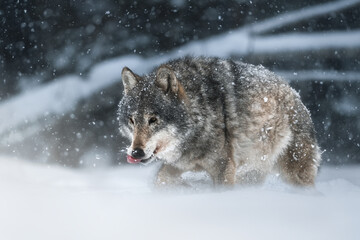 Wall Mural - Atmospheric artistic photography. An adult gray wolf wanders through a winter snowy forest. Full-length close-up portrait. European wolf in its natural habitat.