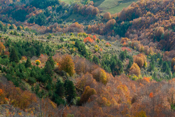 Wooded landscape of reds, oranges and green forests