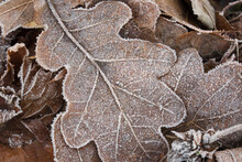 Oak Leaf Covered With Hoar Frost Macro
