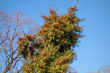 red and yellow