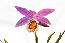 Pleione Flower. This Orchid Plant Is Also Called Peacock Orchid, Glory Of The East, Himalayan Crocus, Indian Crocus And Windowsill Orchid.