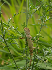 Wall Mural - oriental garden lizard on green plant