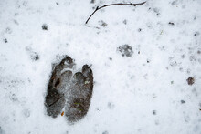 Wild boar footprint in the snow in the forest. Selective focus