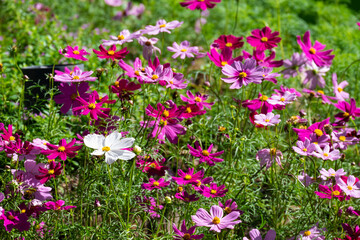 Wall Mural - fresh beauty group mix pink purple cosmos flower yellow pollen blooming in natural botany garden park