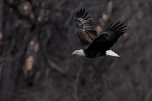 Bald Eagle Is Flying In Forest	