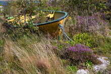 Old Yellow Rowing Boat Abandoned Hidden Amidst Violet Blooming Heather And Other Beach Vegetation.