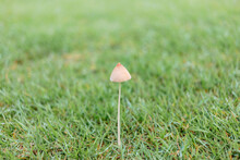 Wild Mushroom Growing On Green Lawn In The Garden