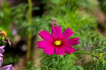 Wall Mural - fresh beauty mix red and purple cosmos flower blooming in natural botany garden park