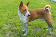 Side view portrait of dirty mature basenji dog standing  on a fresh lawn after run in dirty places