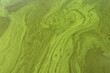 Abstract background - greenish flowing masses of cyanobacterias on Dnipro river shoot from above
