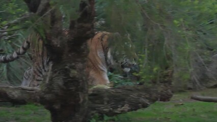 tiger in nature wildlife slow motion 4k