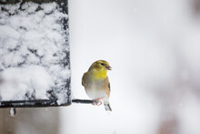 Yellow American Goldfinch Bird Eating At A Snow Covered Bird Feeder In A Back Yard During A Winter Snow Storm In Northern Virginia